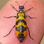 Hycleus species